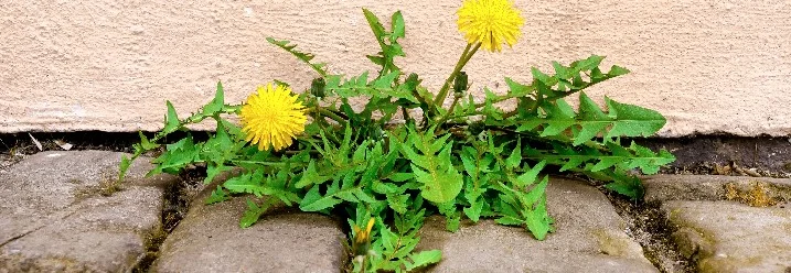 Löwenzahn zwischen Pflastersteinen